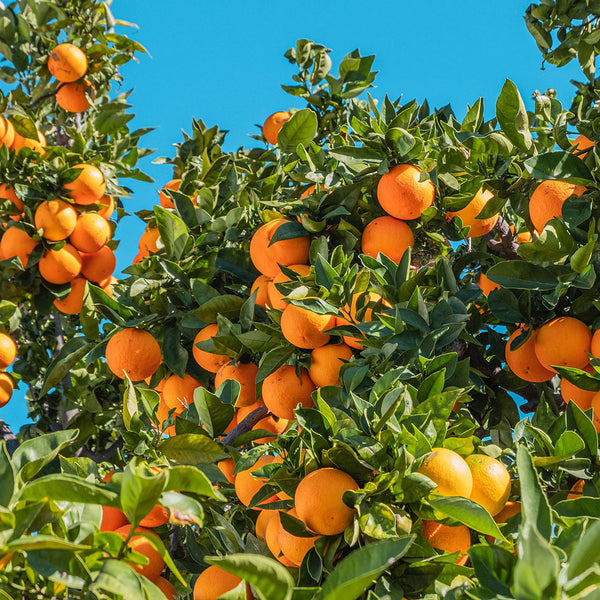 Organic Valencia Oranges